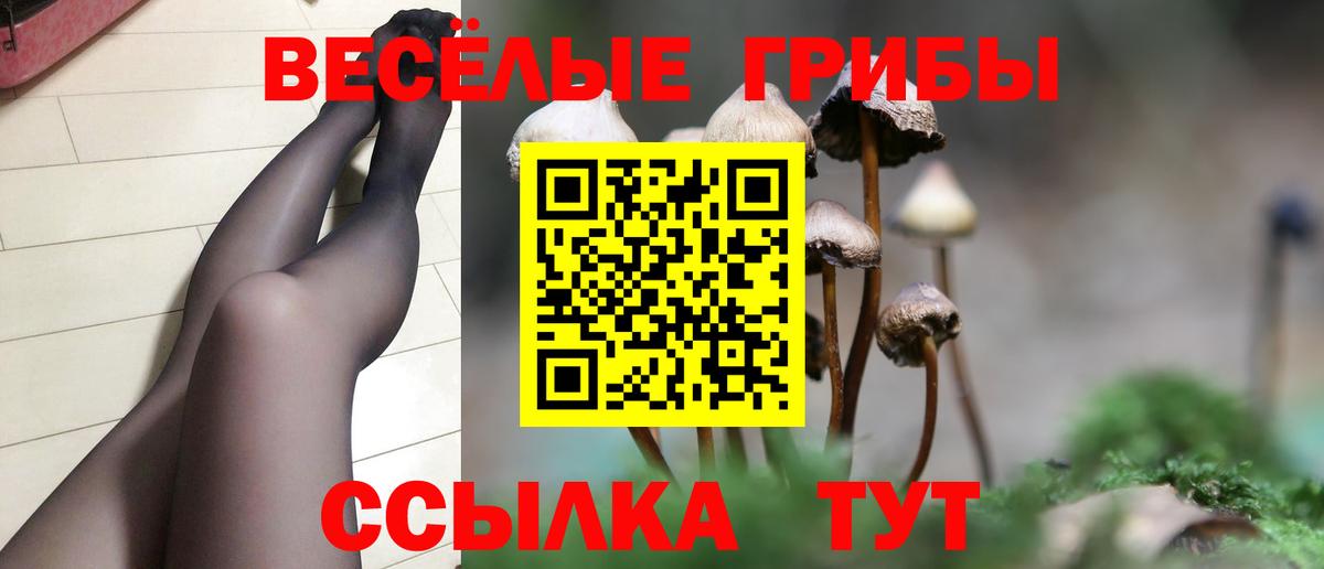 Псилоцибиновые грибы Psilocybine cubensis Петрозаводск